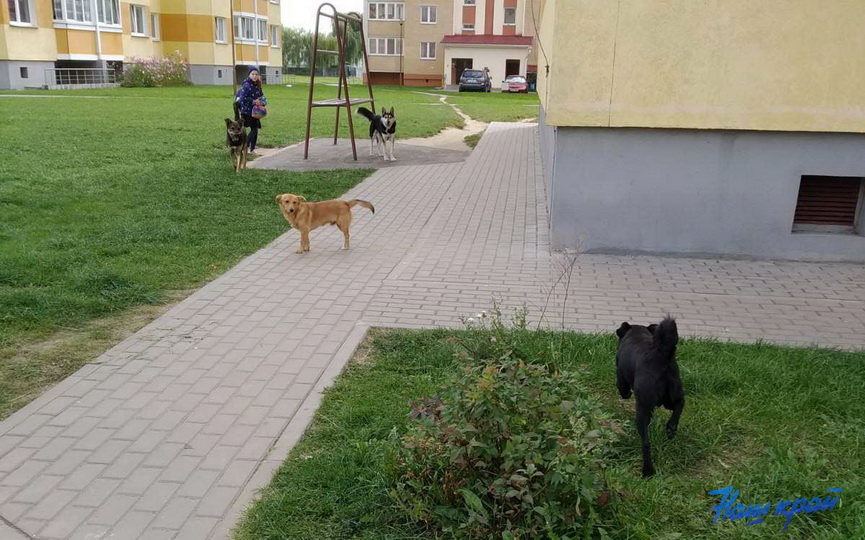kotiki-v-borovkah_2.jpg