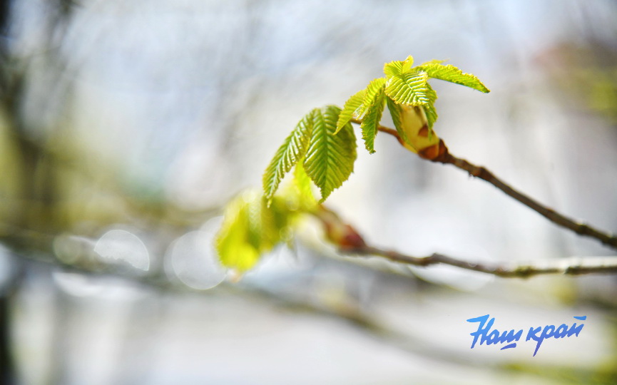 pogoda-aprel- (11).JPG