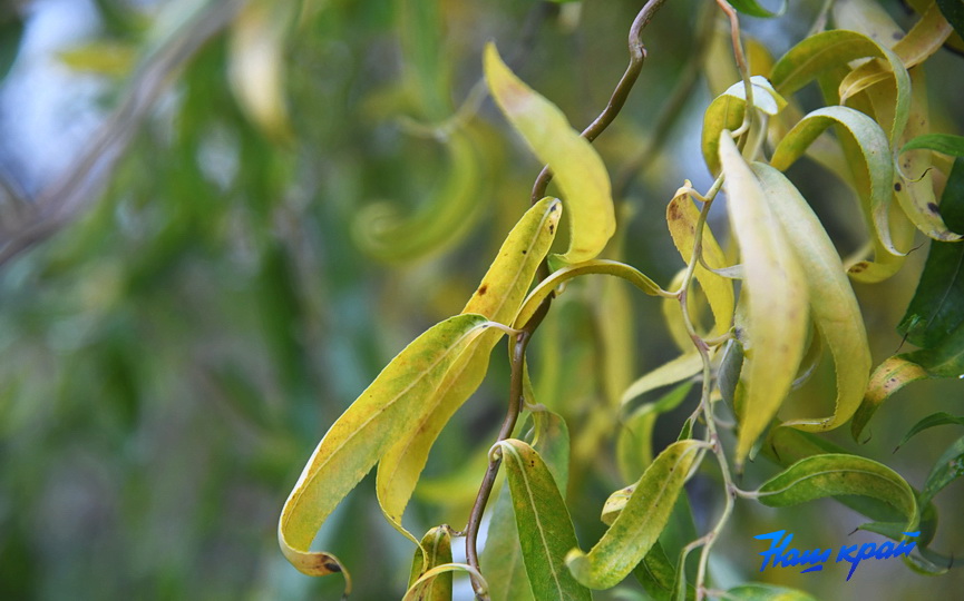 osen-pogoda_0004 (13).JPG