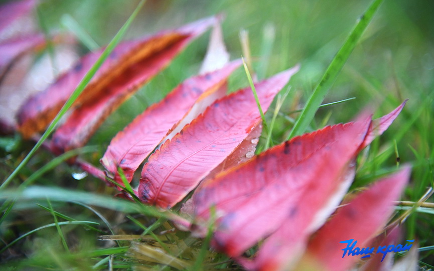 osen-pogoda_0004 (7).JPG