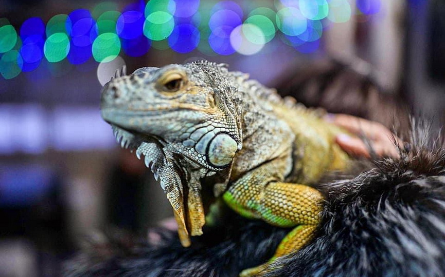 iguana2_1.jpg