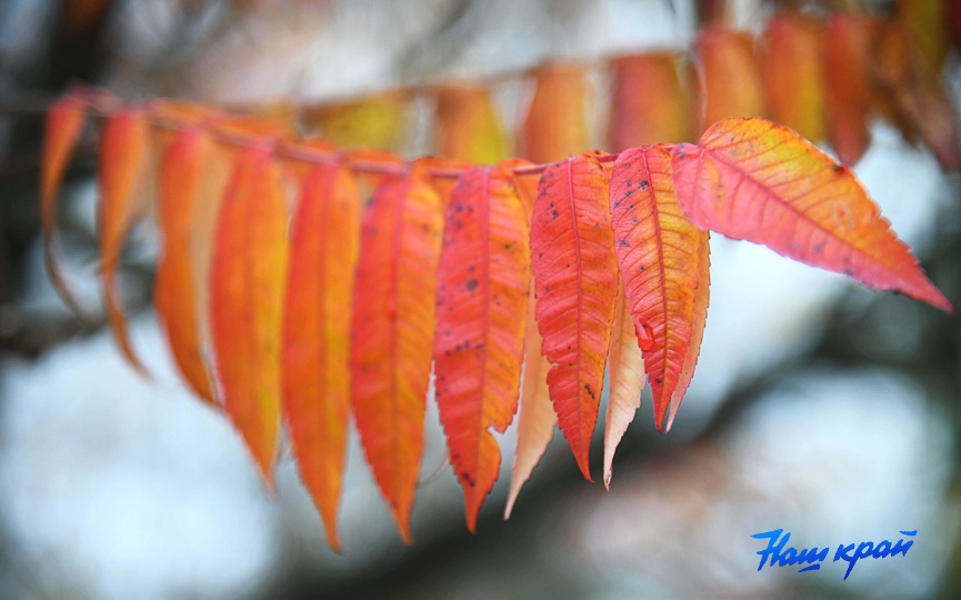 osen-pogoda_0004 (6).JPG