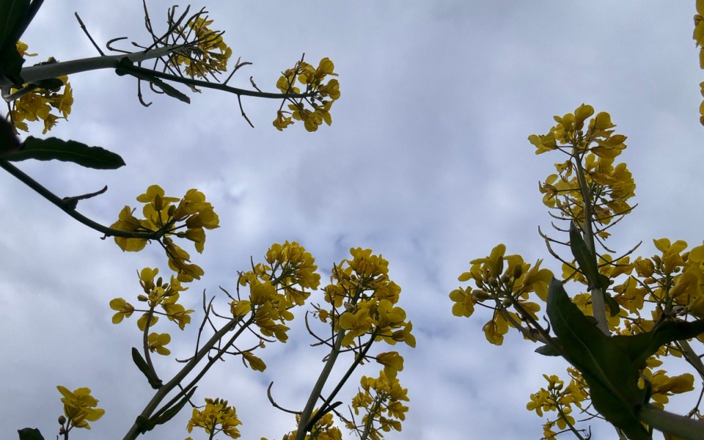 photo_2025-05-12_19-49-36-(7).jpg photo_2025-05-12_19-49-36-(7).jpg