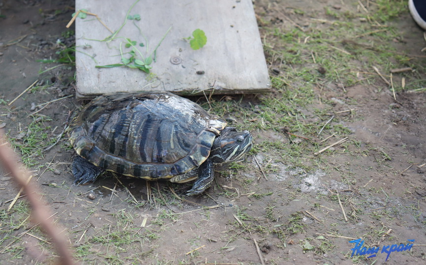 zoosad26_16.JPG