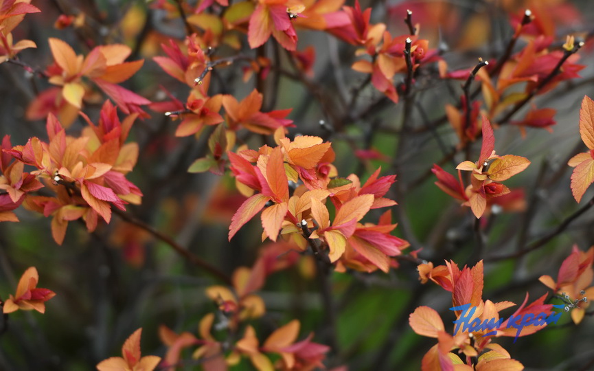 pogoda-8-04 (16).JPG