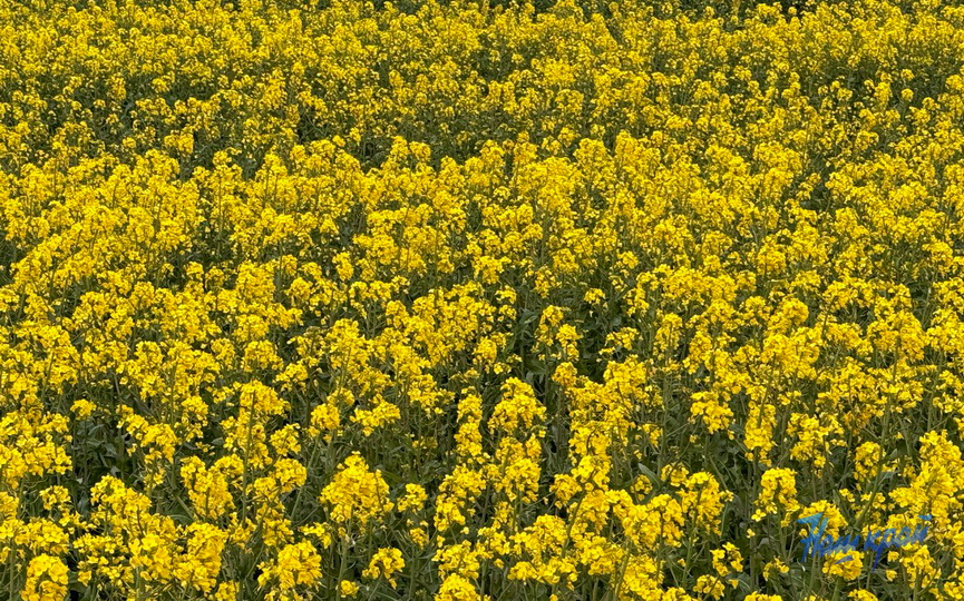 photo_2025-05-12_19-49-38-(2).jpg photo_2025-05-12_19-49-38-(2).jpg