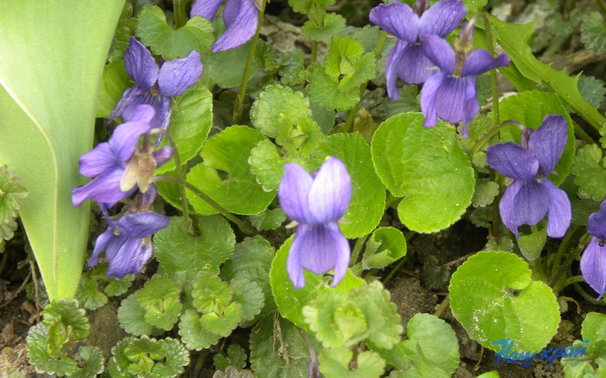 cvetushchij-aprel _07.JPG