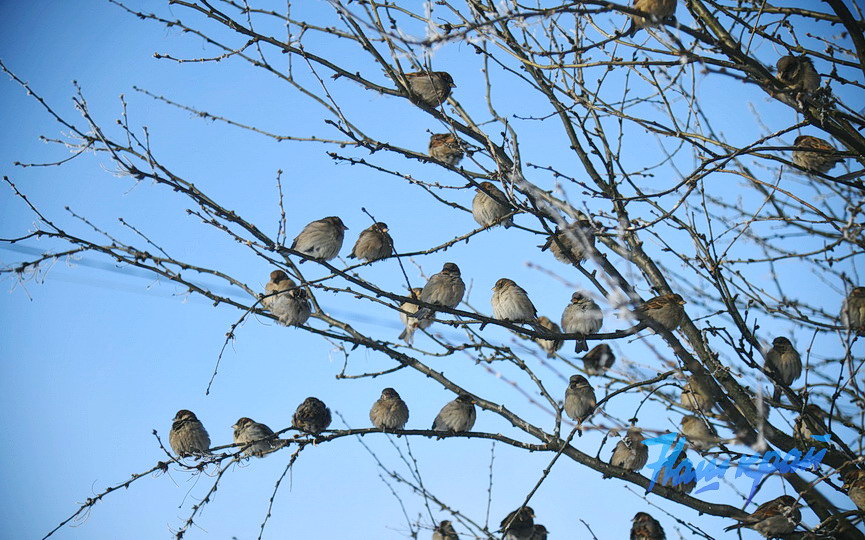 pogoda-yanvar-zima14 (7).JPG