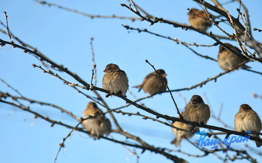 pogoda-yanvar-zima14 (6).JPG