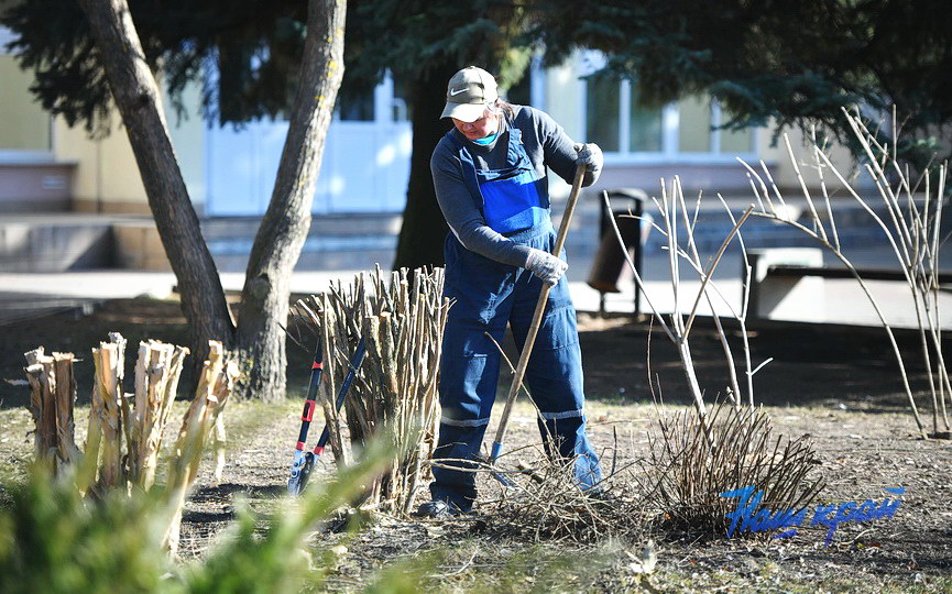 obrezka-derevya (4).JPG