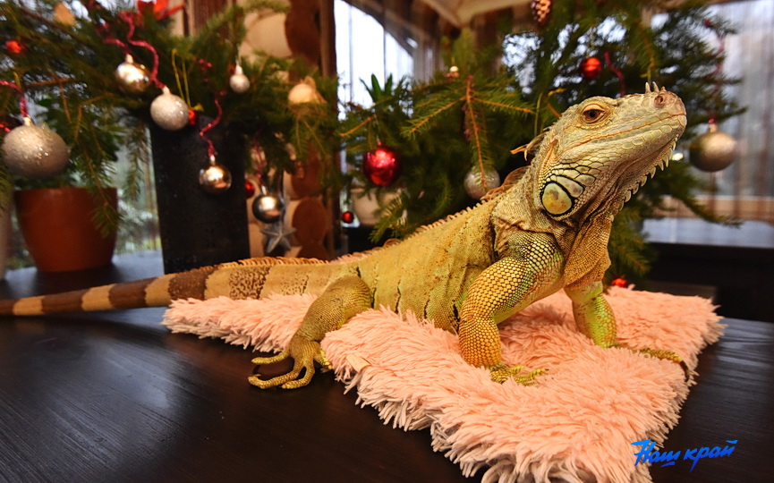 iguana .jpg