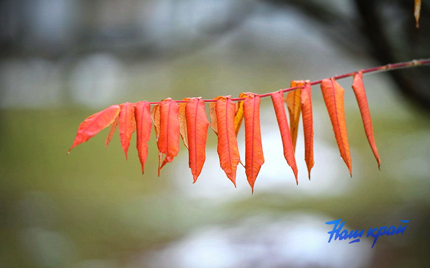 osen2-2026-noyabr (23).JPG