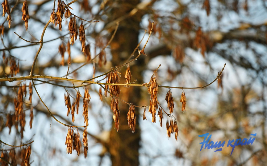 pogoda-yanvar-zima14 (13).JPG