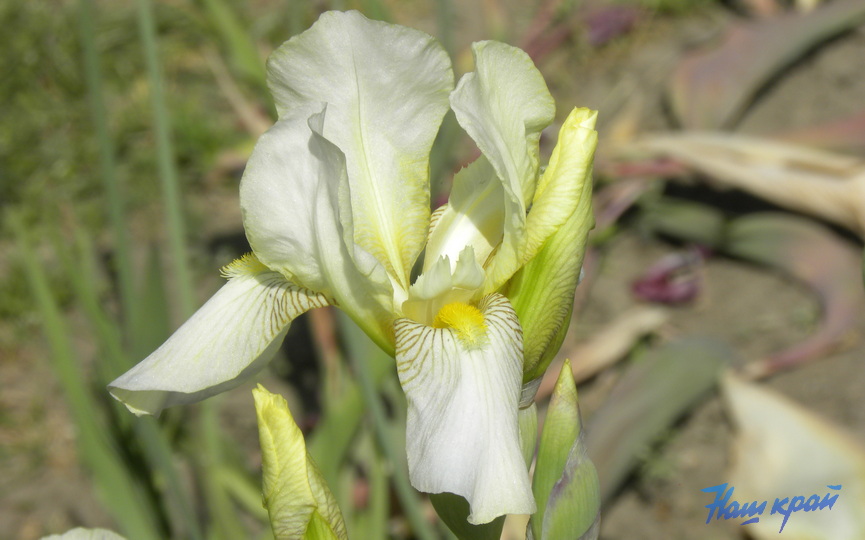 irisy-tsvetut-_04.JPG