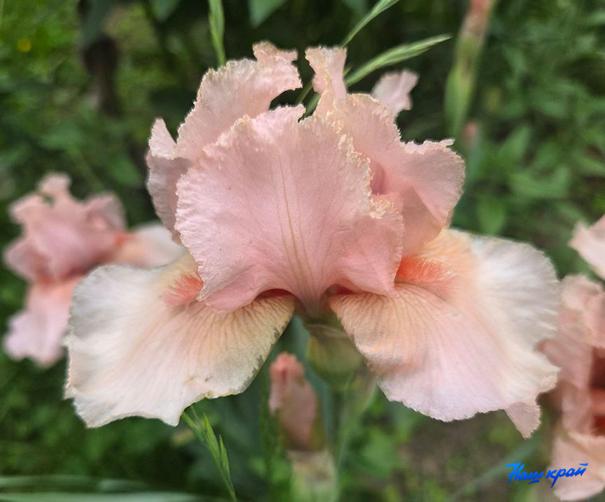 iris.jpg iris.jpg