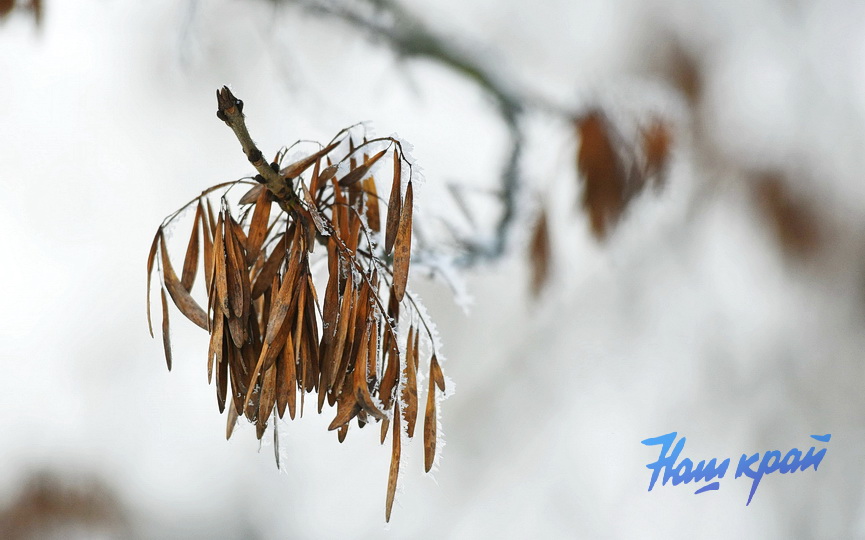 pogoda-yanvar-zima14 (15).JPG