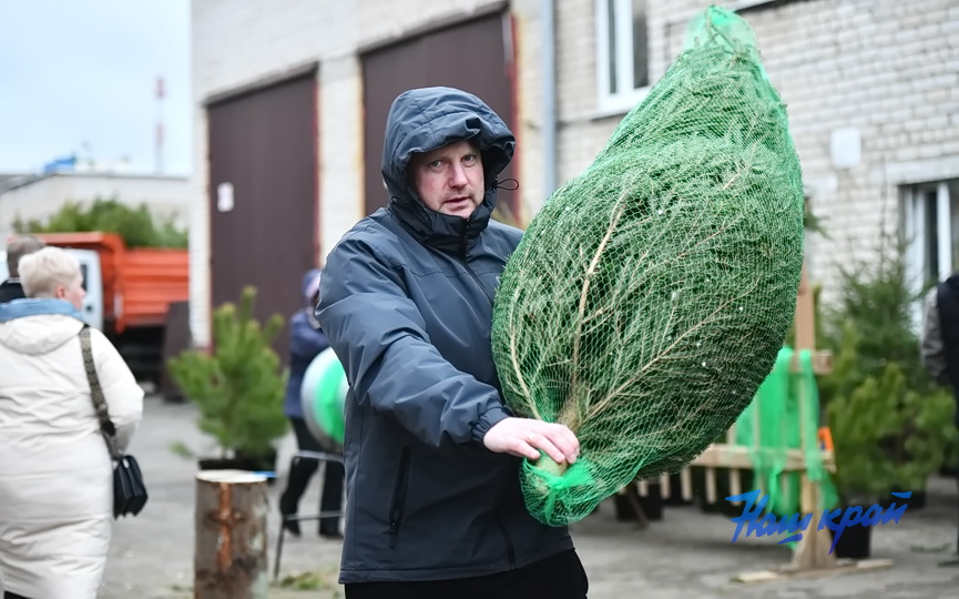 elka-elochnye (3).JPG