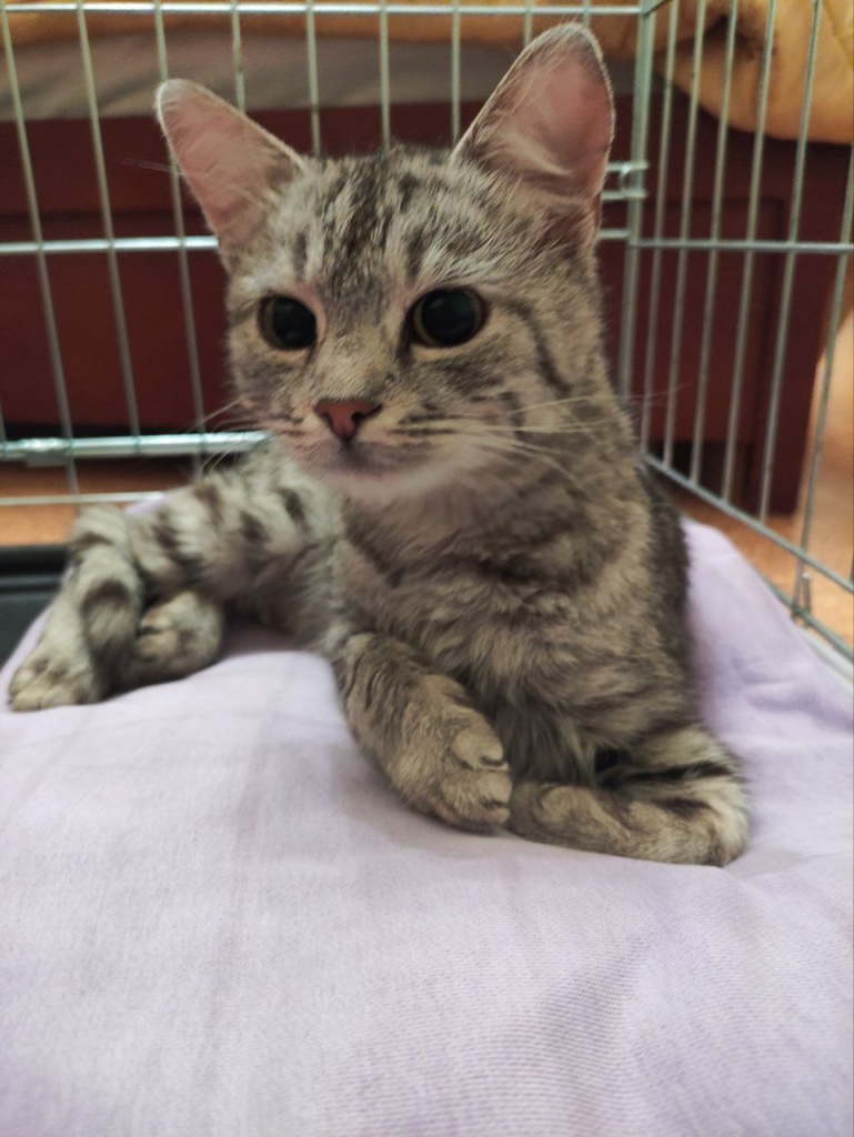 shanti.jpg shanti.jpg