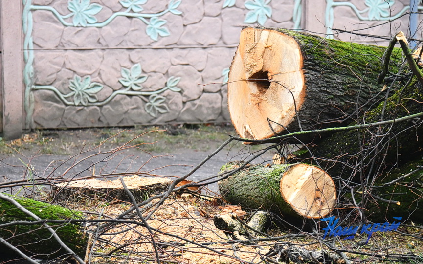 derevjya-obrezka (5).JPG