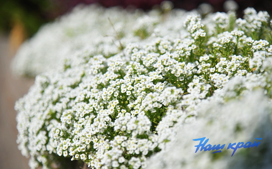 pogoda-_3436 (7).JPG