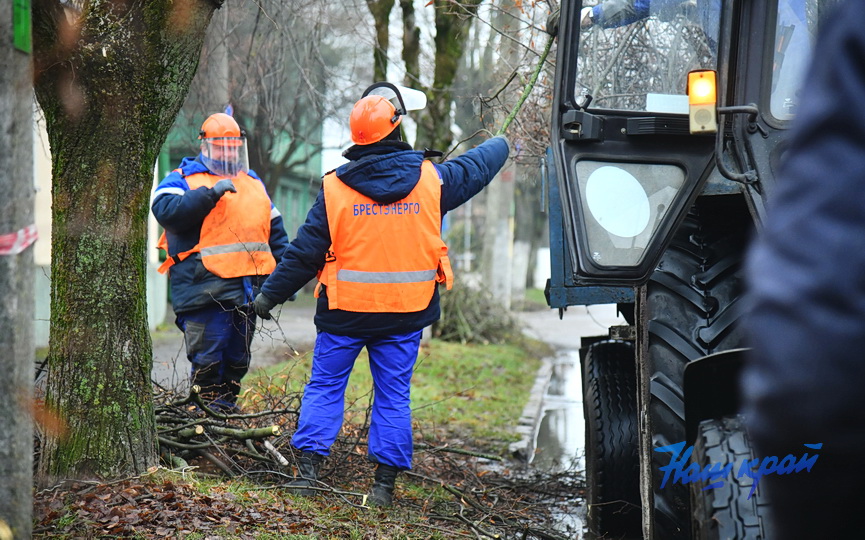 derevjya-obrezka (12).JPG