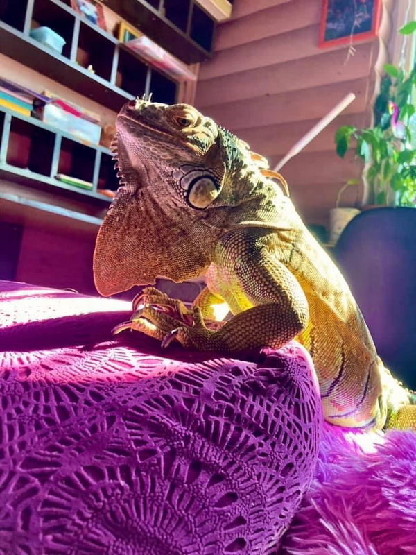 iguana2_26.jpg