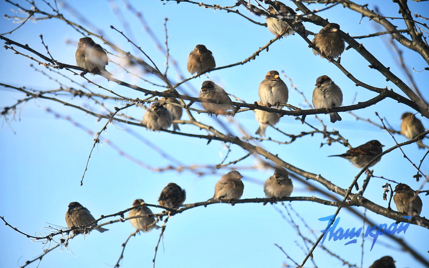 pogoda-yanvar-zima14 (9).JPG