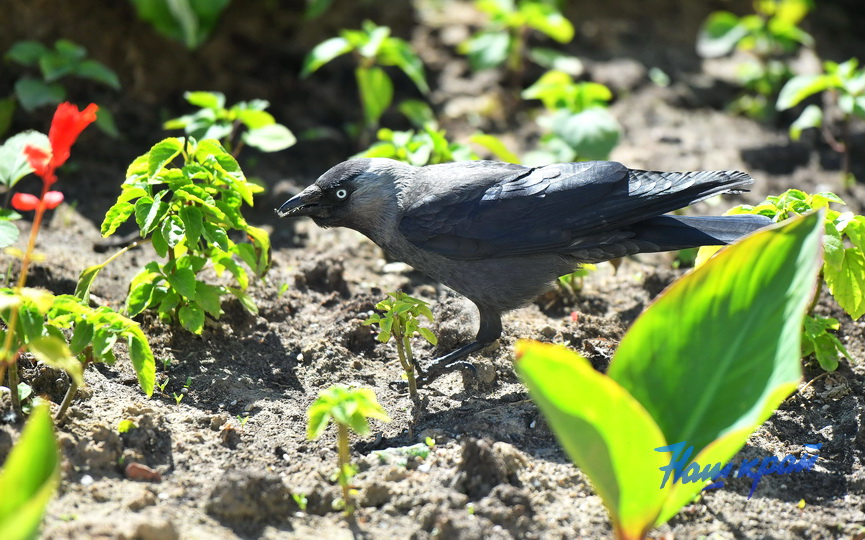 pogoda-(1).JPG