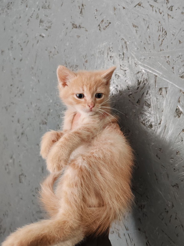 persik.jpg