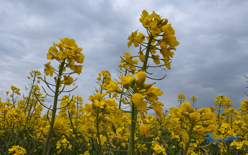 photo_2025-05-12_19-49-37.jpg photo_2025-05-12_19-49-37.jpg
