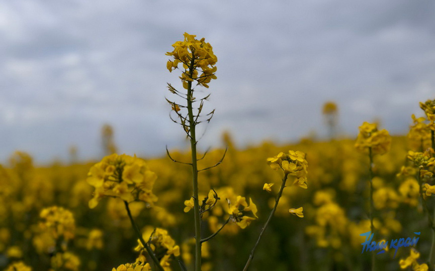 photo_2025-05-12_19-49-35.jpg photo_2025-05-12_19-49-35.jpg