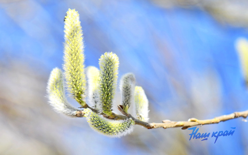 pogoda-vesna-_3397 (3).JPG