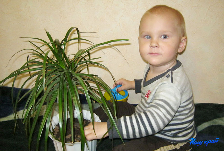 dracena-malysh.jpg