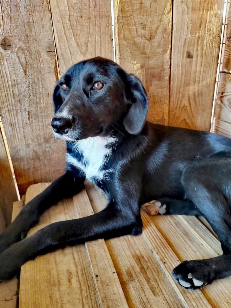 gera