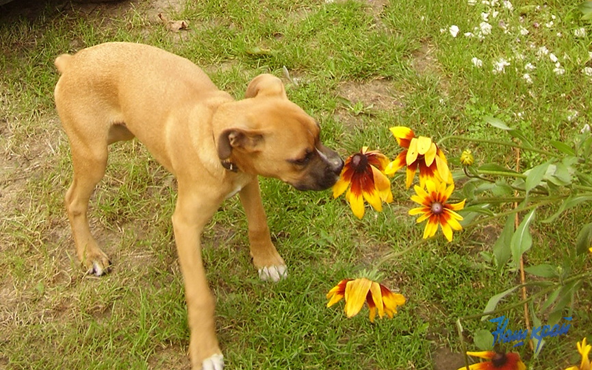 bokser-sobaka (2).jpg