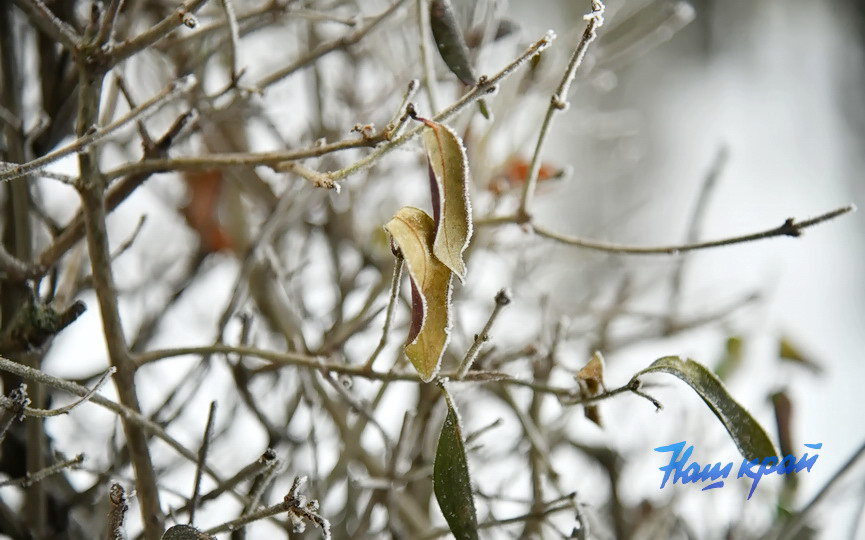 zima26-01-26 (8).JPG