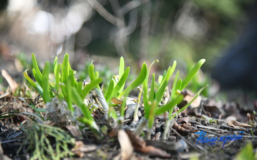 pogoda-vesna-_3397 (7).JPG