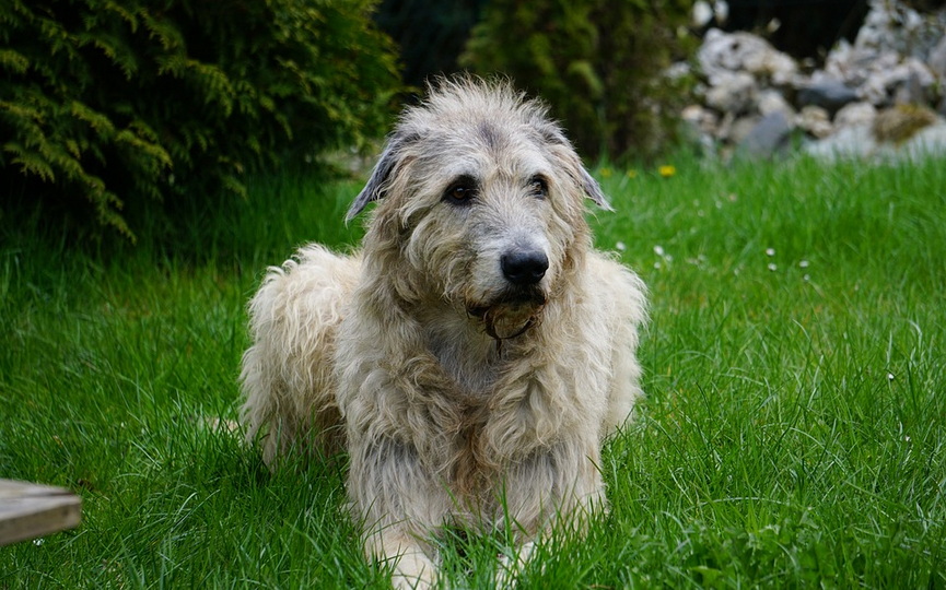 5-irish-wolfhound-1789938_960_720.jpg