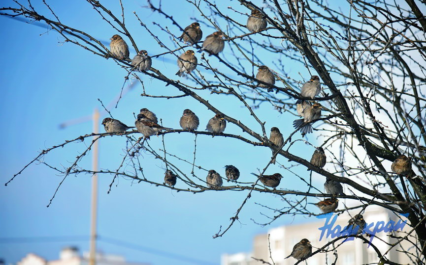 pogoda-yanvar-zima14 (4).JPG