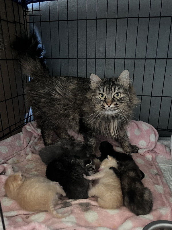 mama.jpg