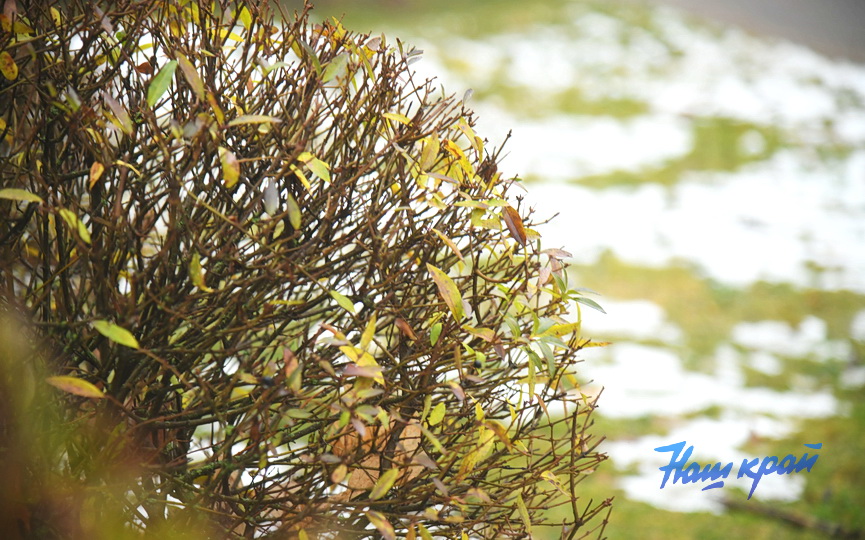 osen2-2026-noyabr (8).JPG