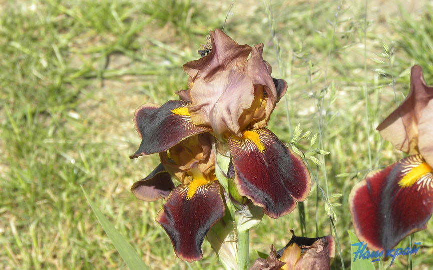 irisy-tsvetut-_03.JPG