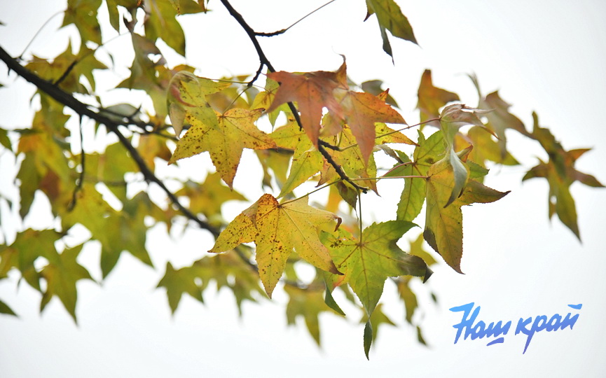 pogoda-dekabr-16-12 (6).JPG