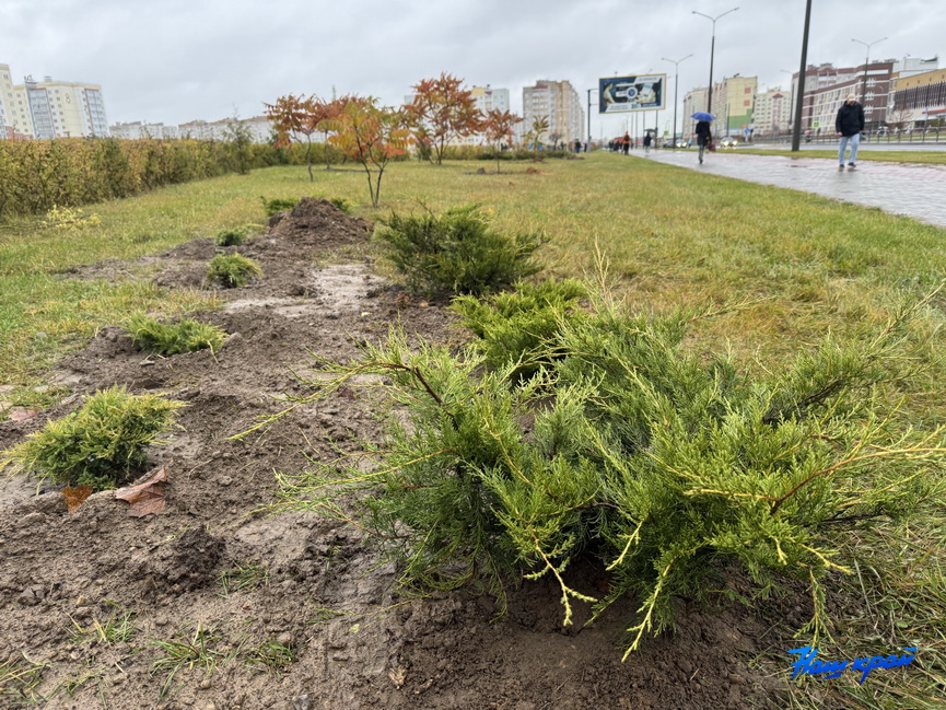 subbotnik-(12).jpeg subbotnik-(12).jpeg