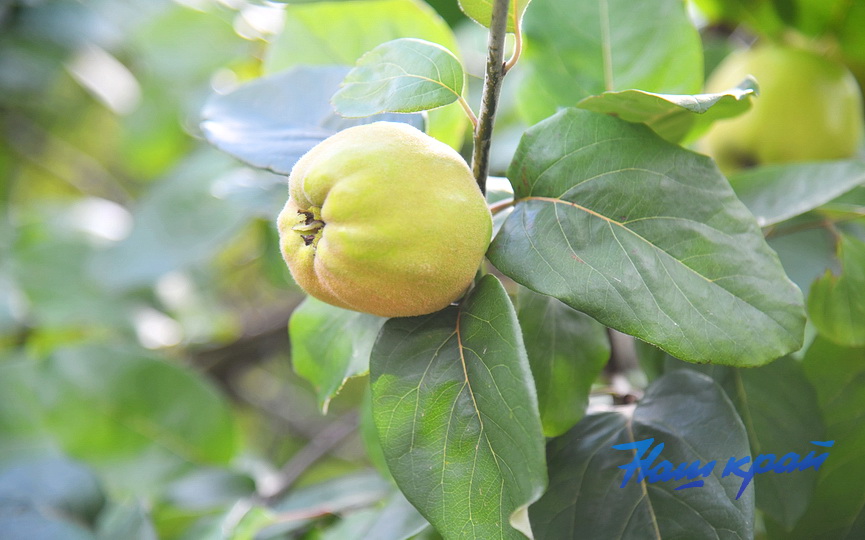 pogoda-leto- (8).JPG