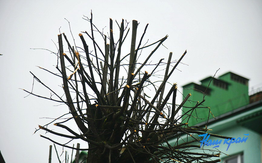 derevjya-obrezka (6).JPG