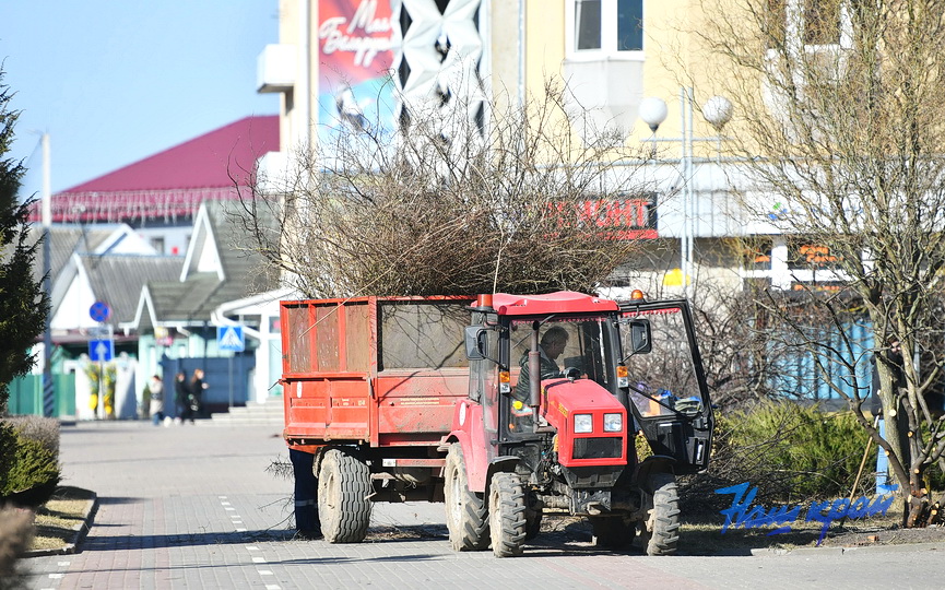 obrezka-derevya (1).JPG