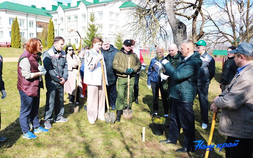 posadka-derevjev-6.JPG