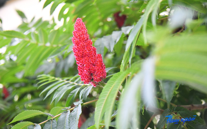 pogoda-21-07_6.JPG