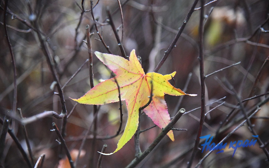 pogoda-dekabr-16-12 (5).JPG